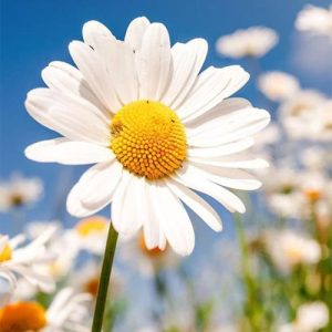 دانلود آهنگ آخه این حالو ببین منِ دیوونه همین ثانیه واست میمیرم  (هوش مصنوعی)