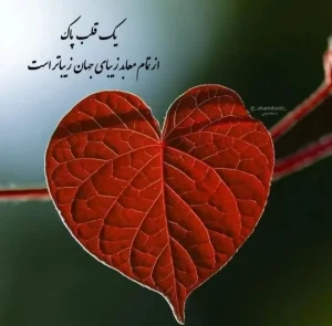 دانلود آهنگ دارم میام تو قلبت گل از گلم شکفته (هوش مصنوعی)