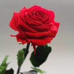 دانلود آهنگ هایده گل رز (ریمیکس) هوش مصنوعی
