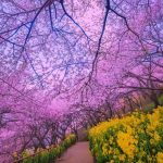 دانلود آهنگ آمد از ره فصل زیبای بهار