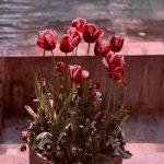 دانلود آهنگ لری قد گلم کشیده ی انار نو رسیده