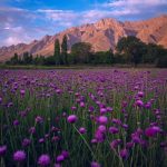 دانلود آهنگ تراختور منه جاندی