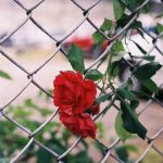 دانلود آهنگهای پخش شده در سریال پایتخت