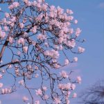 دانلود آهنگ ممدرضا گلزاریمه شما مره نشناسنی
