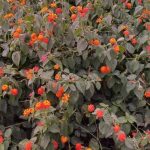 دانلود آهنگ ای باغ گلم نوبر بهارم یاغوت لبات دونه انارم