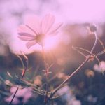 دانلود آهنگ لری گل یه شری من پوزته