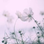 دانلود اهنگ آی قارا قاش قارا گز سنه ورلمشام