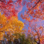 دانلود آهنگ تو رفتی دلم غمگین شد
