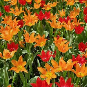 دانلود آهنگ خوشتیپ ریمیکس اینستایی