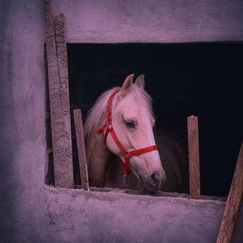 دانلود اهنگ الان توی زندانم با صدای باب اسفنجی