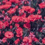 دانلود آهنگ قارا قارا قارا قیز قاش قارا گوز قارا قیز