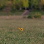 دانلود آهنگ قربون قد و بالای بلندت بیا
