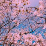 دانلود اهنگ وطن درد داره وطن پاره پاره بگو ای خدا جون که بارون بباره