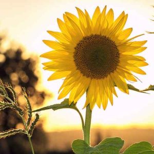 دانلود ریمیکس لاتتماده بیس دار